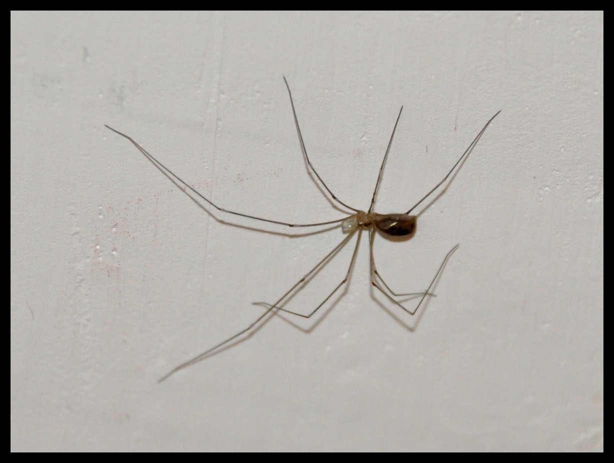 Pholcus phalangioides e Steatoda grossa